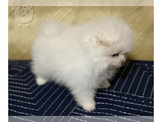 Pomeranian mini